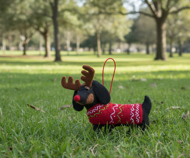 Pashom Rudolf Dashhound